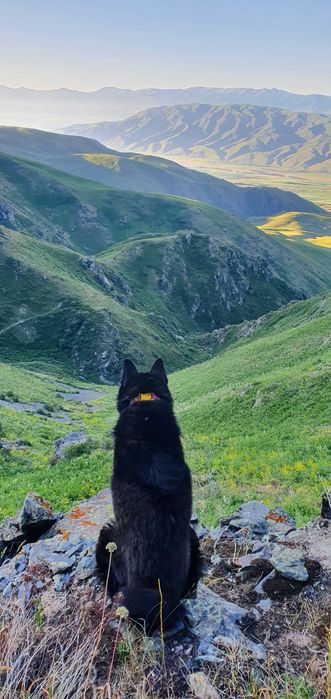 Вязка РЕЛ Руско Евпопейская Лайка