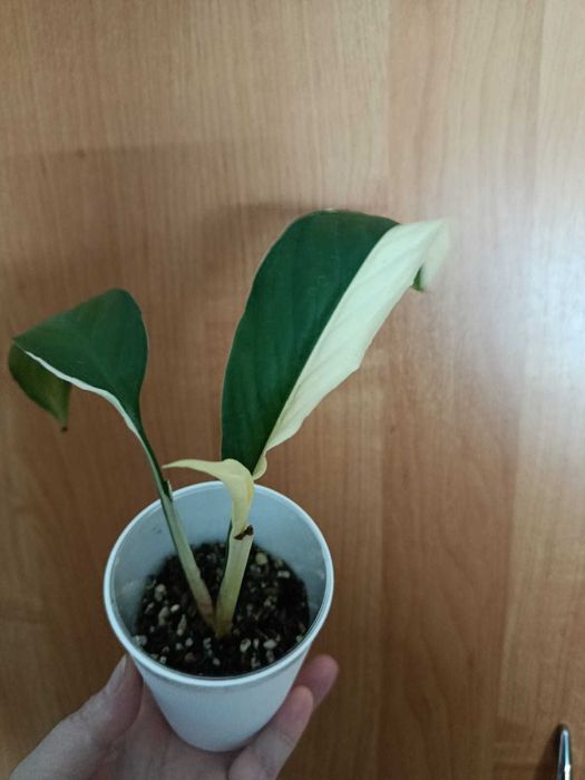 Спатифиллум Пикассо