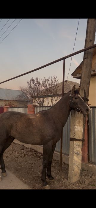 Продам жеребца 3 года