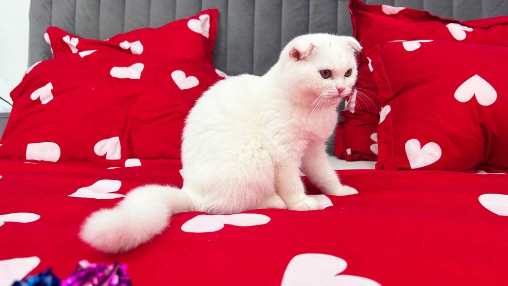 Pisicuță superbă, rasa Scottish Fold, cu Pedigree