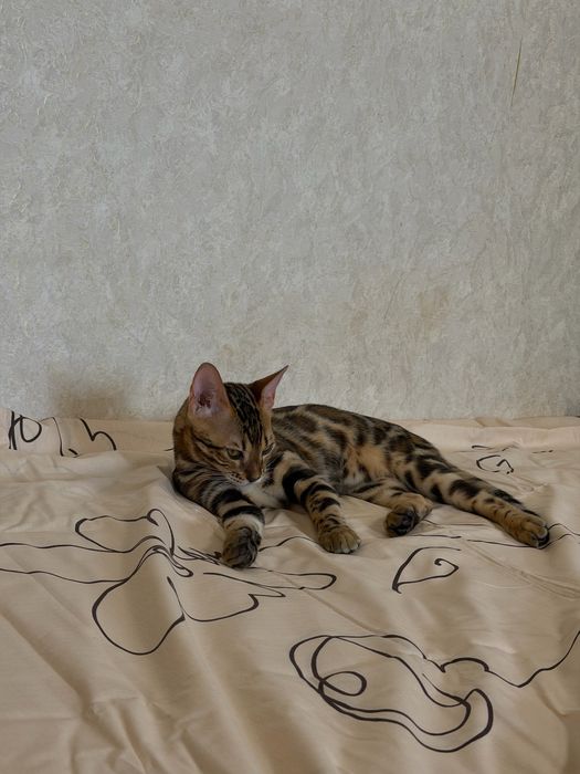 Котенок с родословной