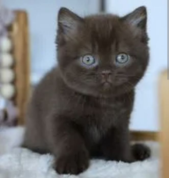 Котята чистокровные