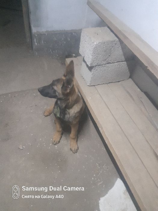 Собака бельгийский овчарка