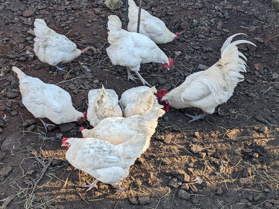 Gaini sau cocos la bresse