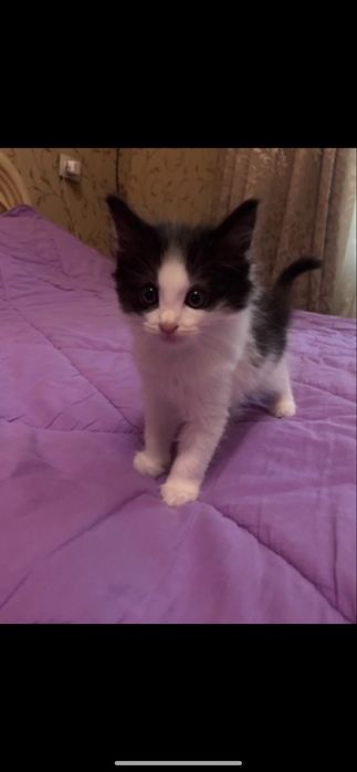Котенок 2 месяца мальчик