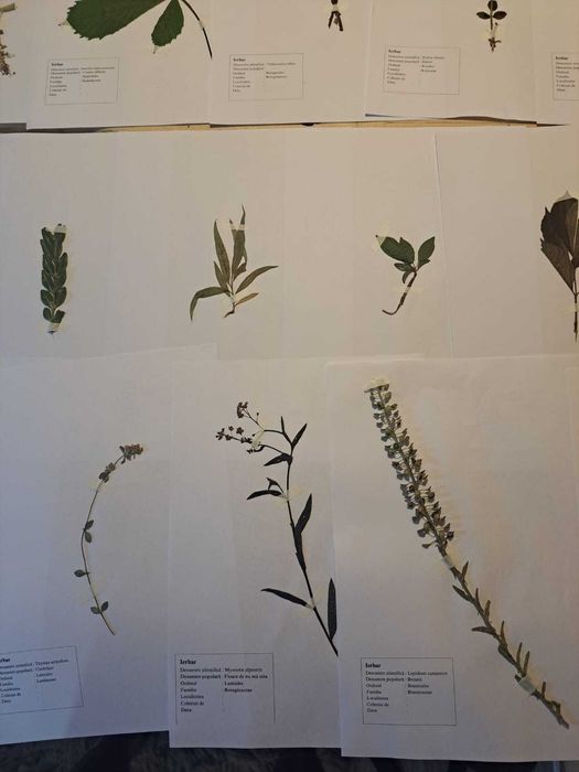 Ierbare Profesionale / La comandă /Calitate superioară/ Școală/Faculta