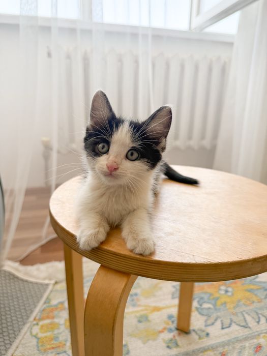 Котенок ищет любящую семью