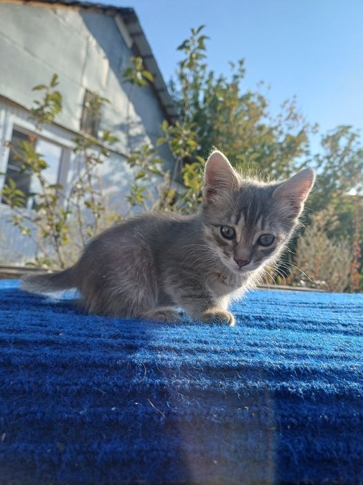 Отдам котят вдобрые руки