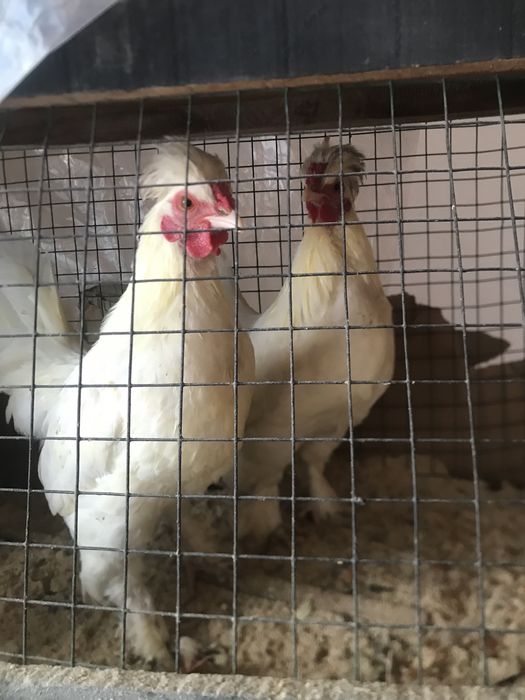 Yapon xo’roz sotiladi