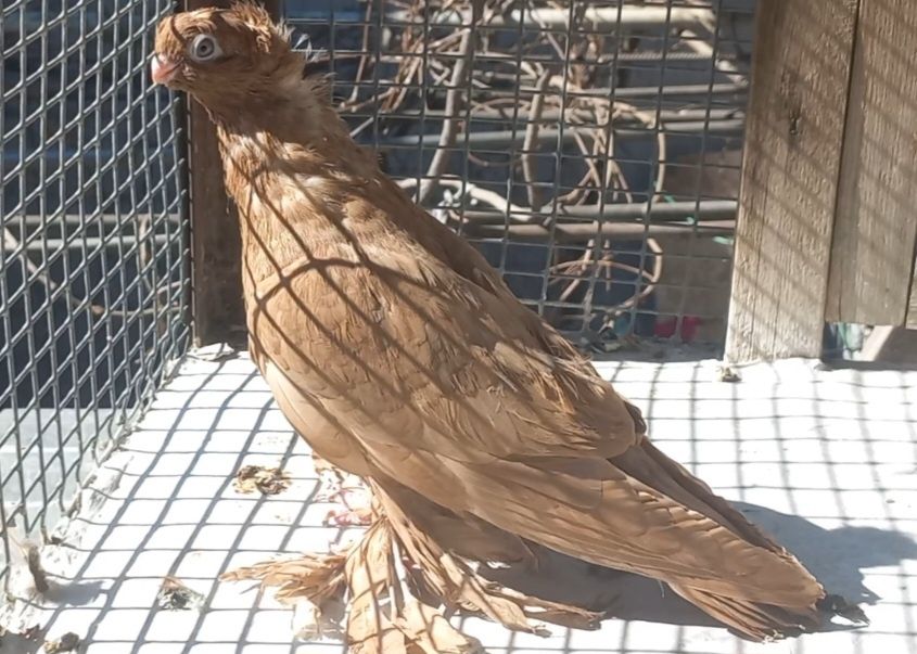 Голуби на продажу город Шымкент