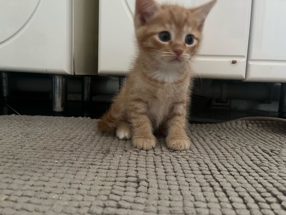 Отдам котят в добрые руки