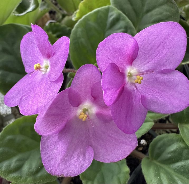 Фиалка(детки) валеска розарот