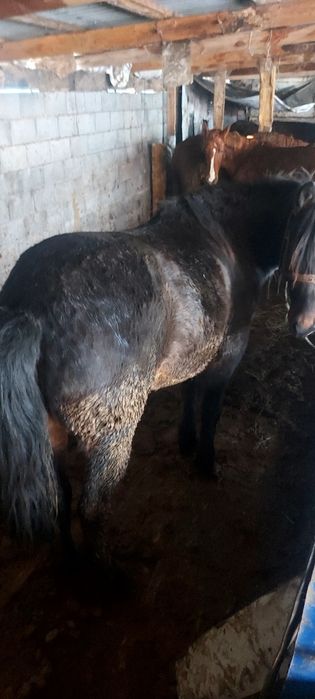 Астана қаласы илинка жылқылар сатылады