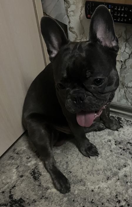 Продам француза 1,5года