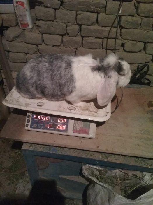 Французский баран