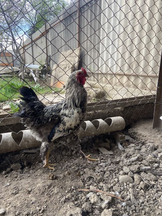 Петухи Брамо(лохмоногие), молодые