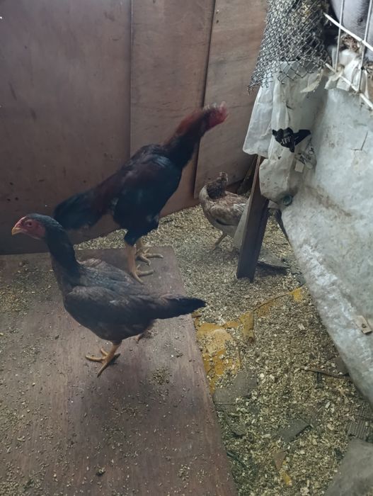 Дакан туляк все целое