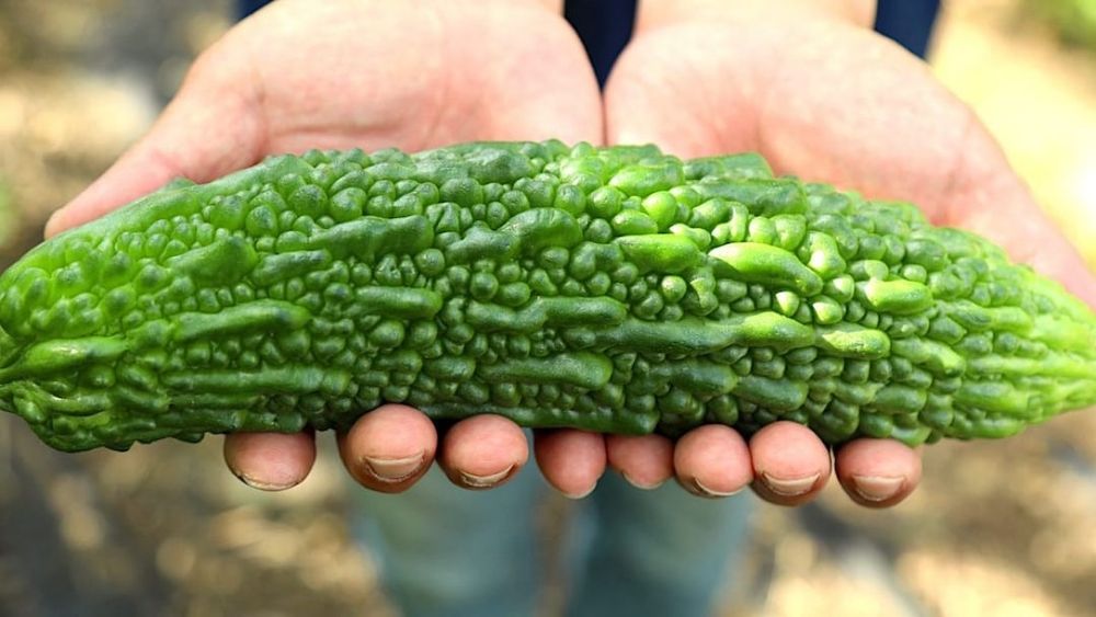 Castravete Uscat " Mormondica Amar soi gigant ( Asiatic)