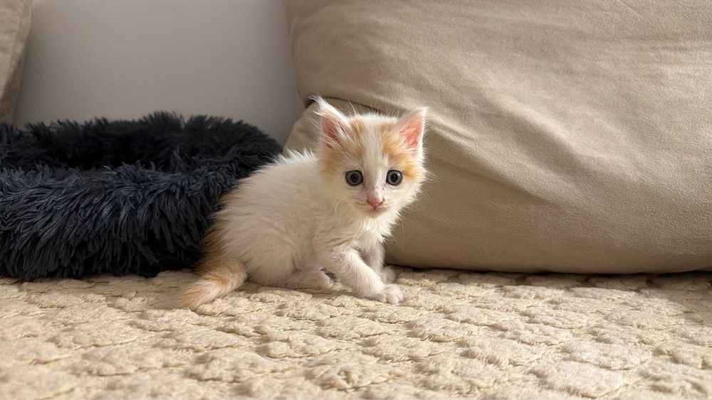Котенок 2 месяца