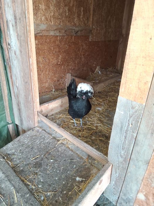 Pasari diverse de vanzare