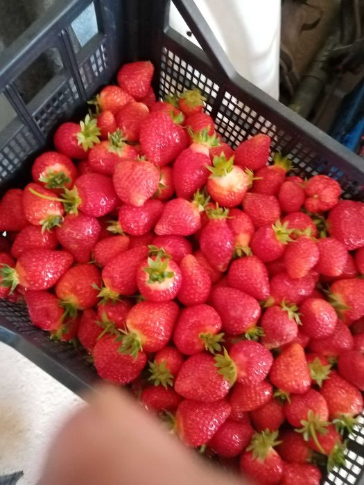 Stoloni de căpșuni Alba