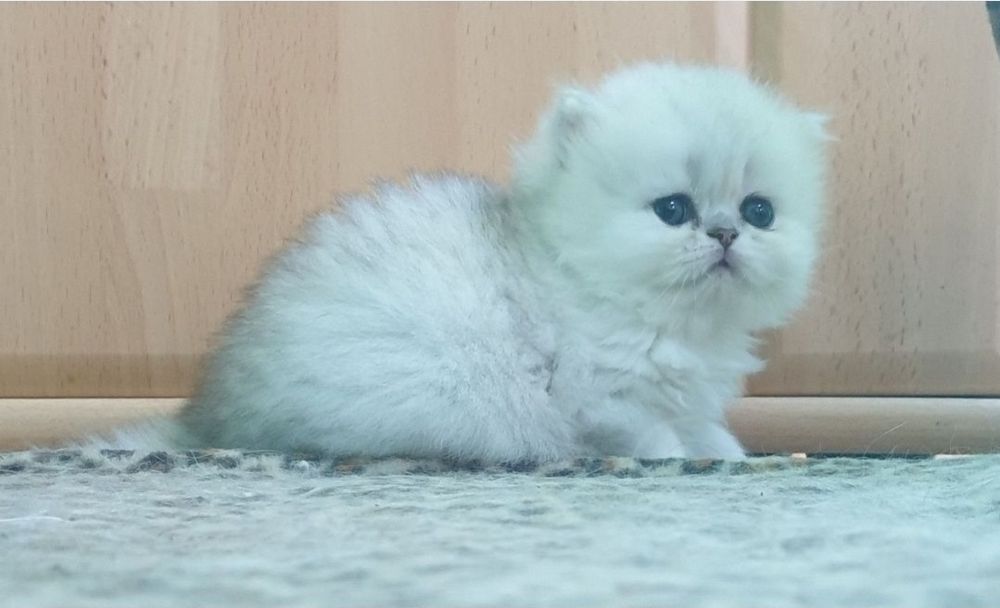 Persana chinchilla silver