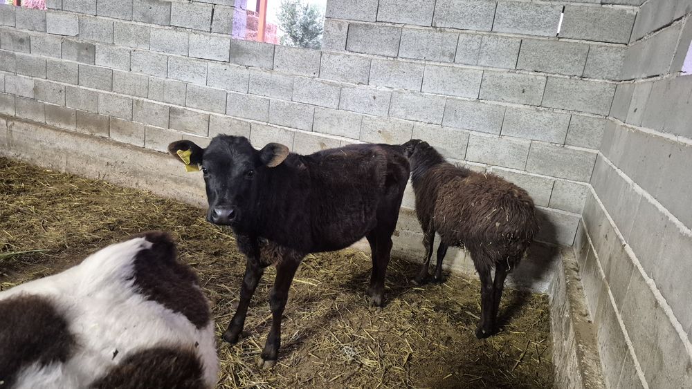 Ұрғашы таналар сатылады