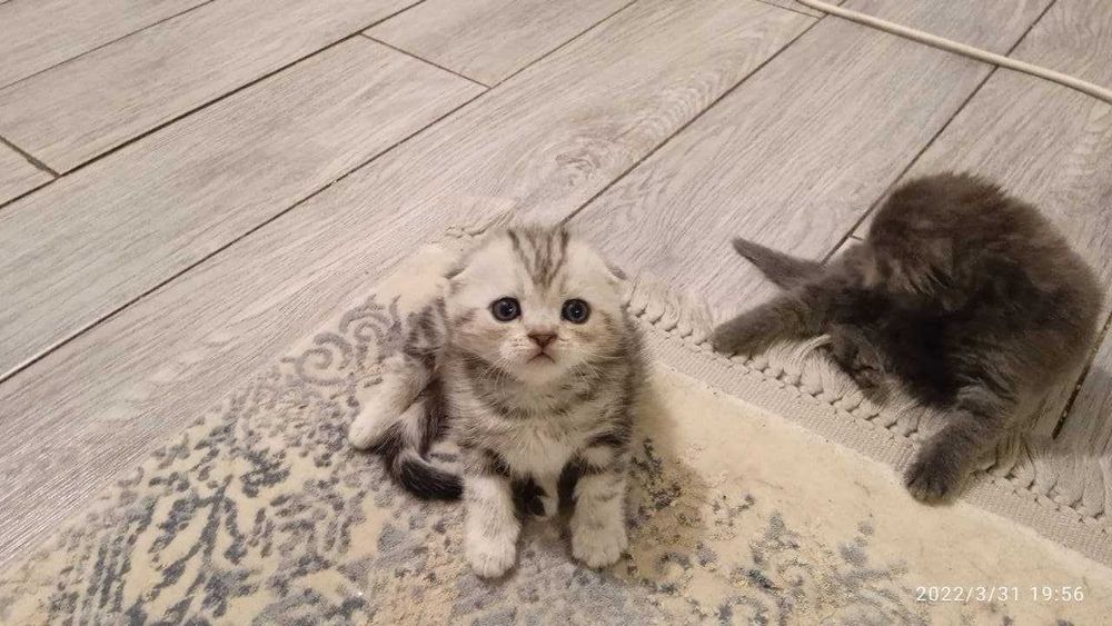 котята вислоухие