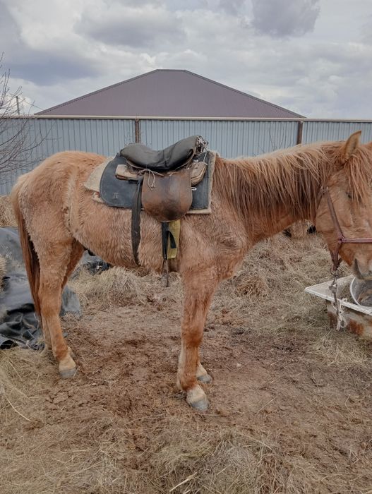 Кунан сатылады. Минги