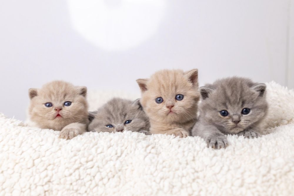 Британские котята классика