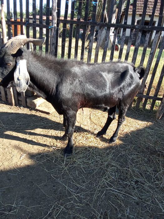 Vând 12 capre anglo nubiene