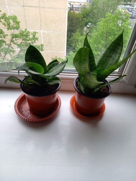 Сансивиерия Алматы