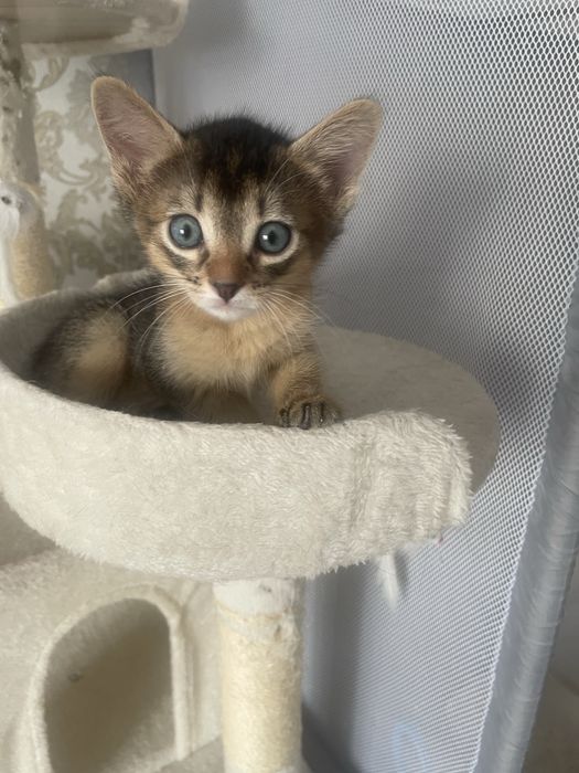 Продам абисинских котят