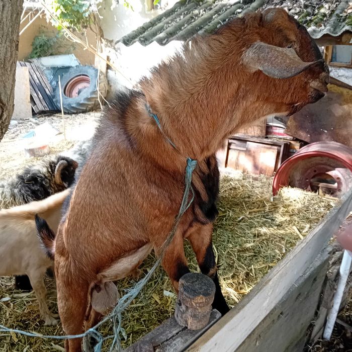 Miei,berbeci si  țapi