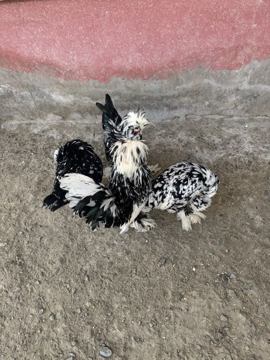Тухумлари сотилади