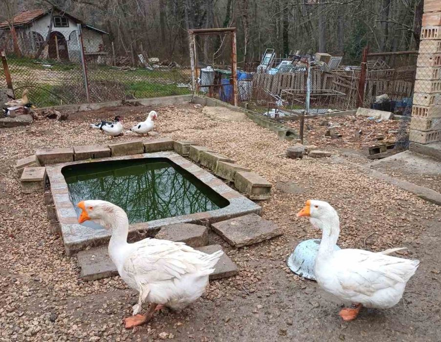 Хомоголски Гъски