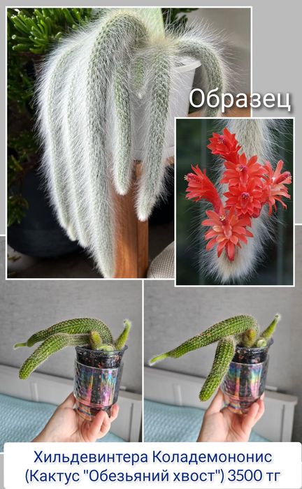 Кактус суккуленты комнатные цветы