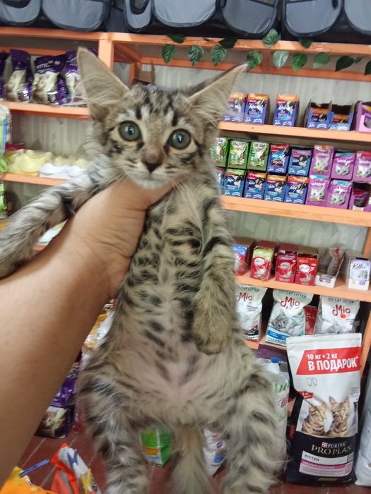 100 mingdan muwukchalar