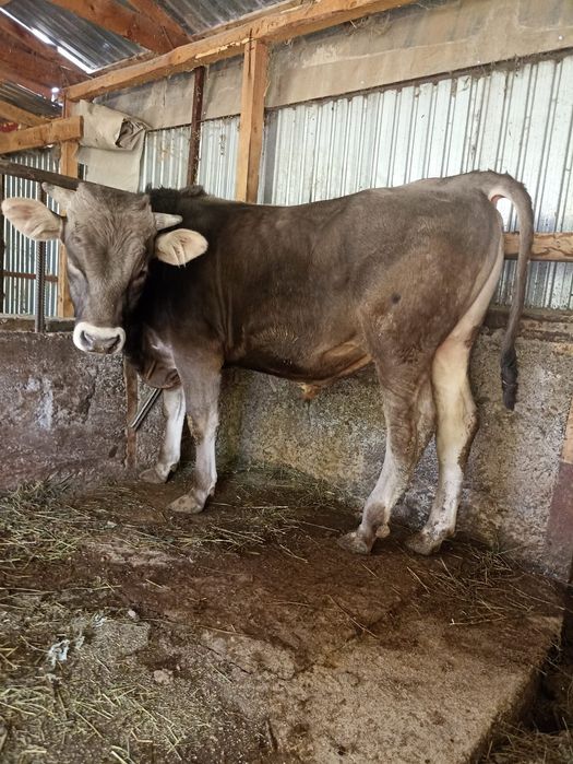 Продам быка швид