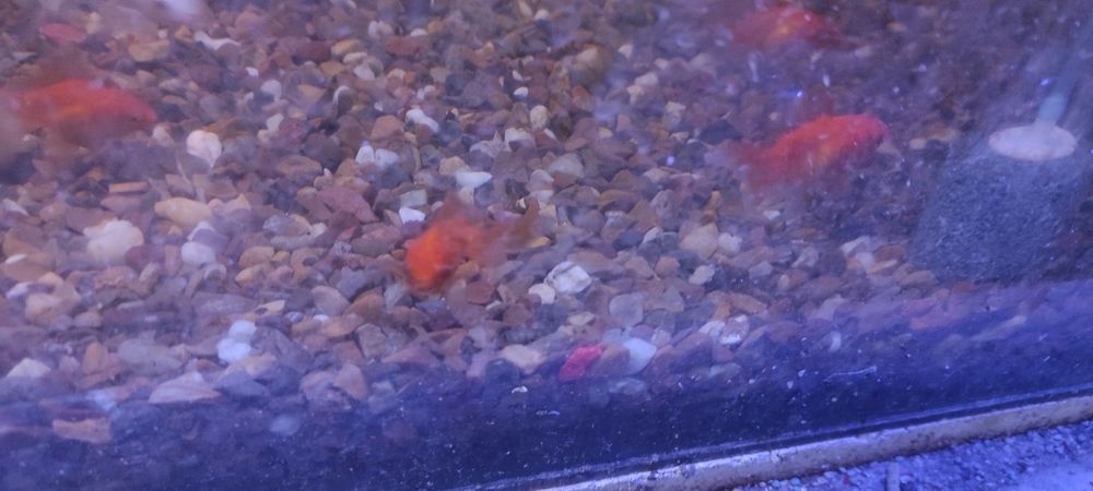 Аквариумные рыбки.