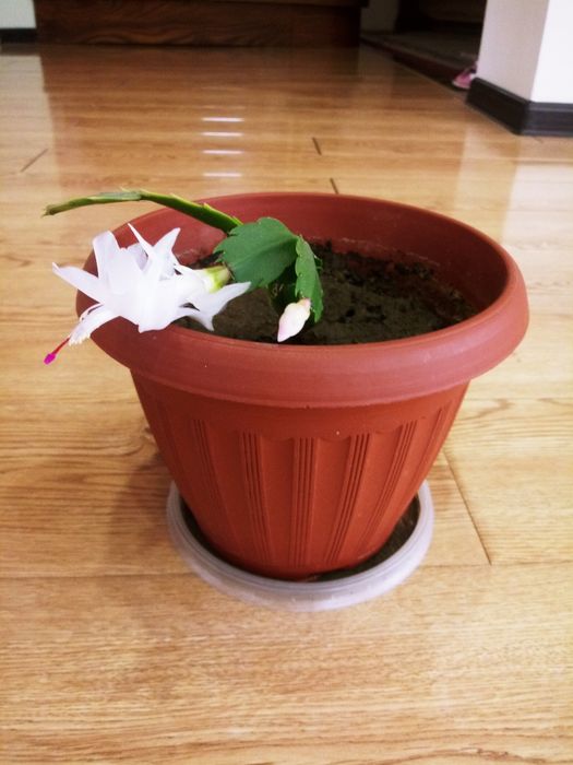 Декабрист - зигокактус