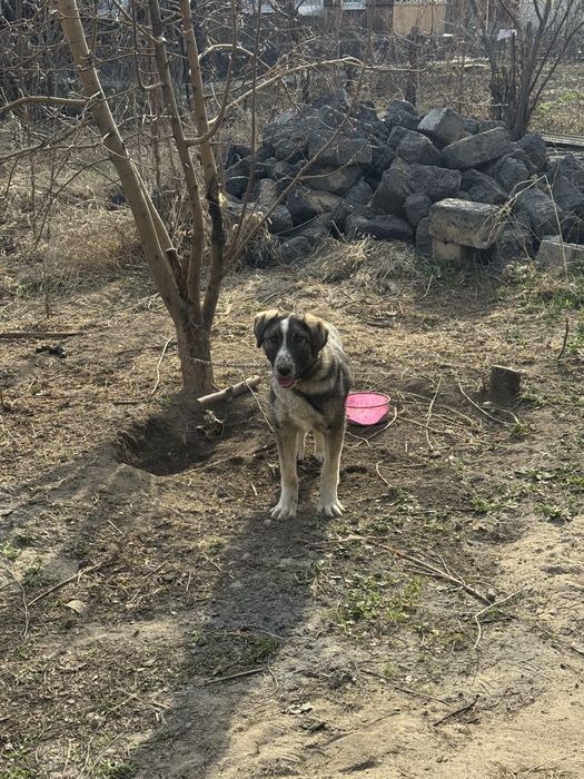 Отдам в хорошые руки