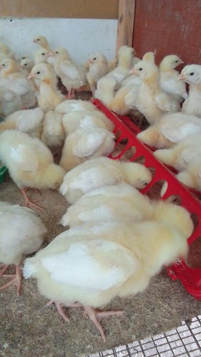 Продам бройлеров шустрые подросшие