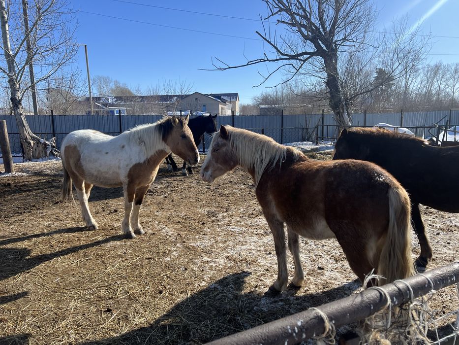 Кабылы жеребые дойные