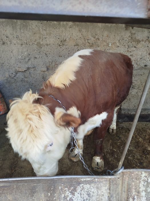 Бык.               .