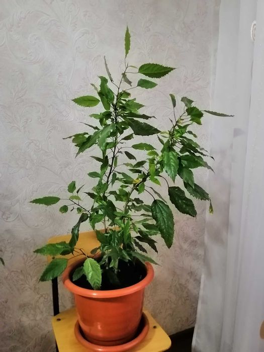 Продам комнатные цветы