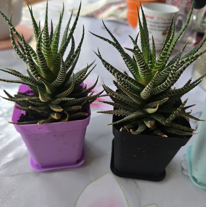 Продаю комнатные растения