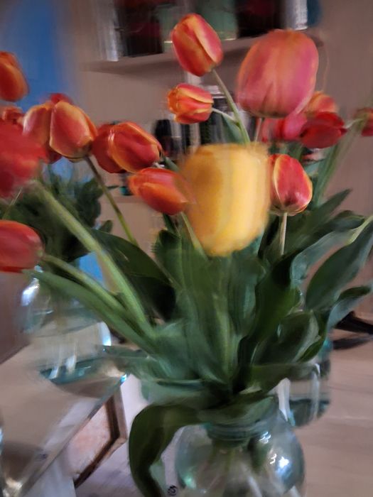 Продам домашние тюльпаны