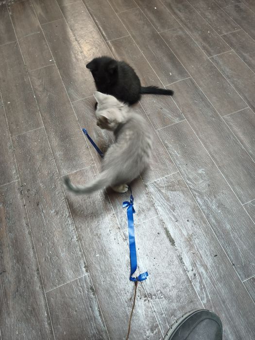 Котята даром в добрые руки