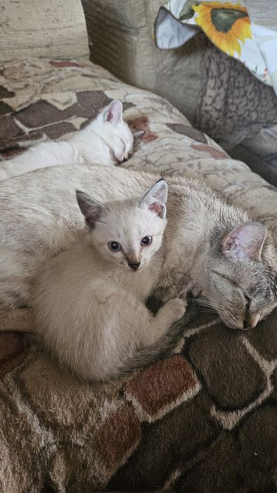 Отдам котят , в надежные руки